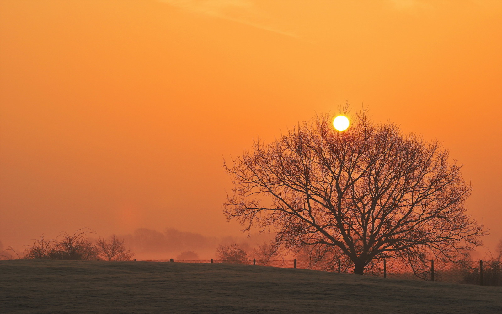 arbre, le coucher du soleil, paysage, champ