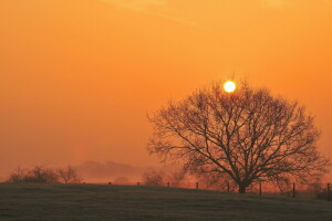 veld-, landschap, zonsondergang, boom