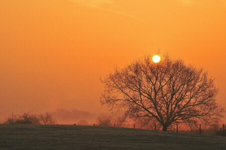 campo, paisaje, puesta de sol, árbol