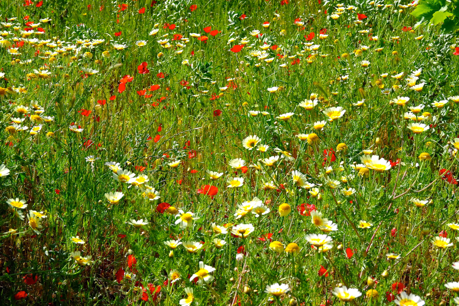 Relva, campo, flores, Prado, Maki, camomila