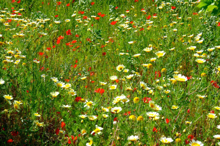 kamille, veld-, bloemen, gras, Maki, weide