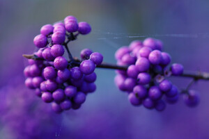 baies, baies lilas, macro, la toile