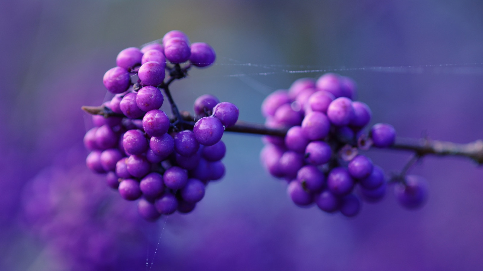 macro, berries, web, lilac berries