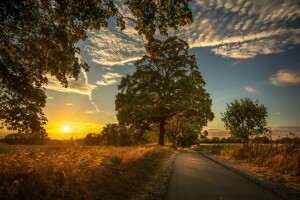 field, road, sunset, trees