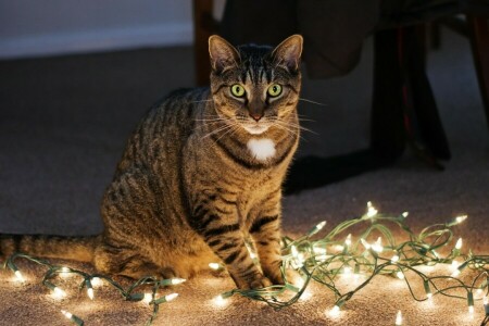 cat, garland, Kote, look, sitting