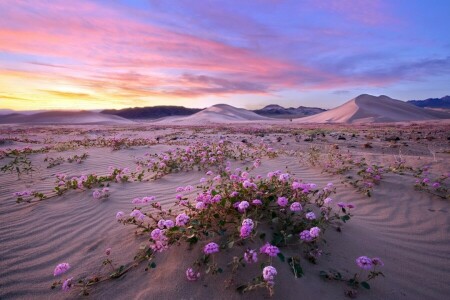 Death Valley, nature, Superbloom