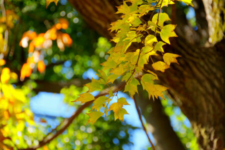 outono, ramo, folhas, macro, árvore, tronco