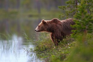 oso, bosque, los bruins, agua