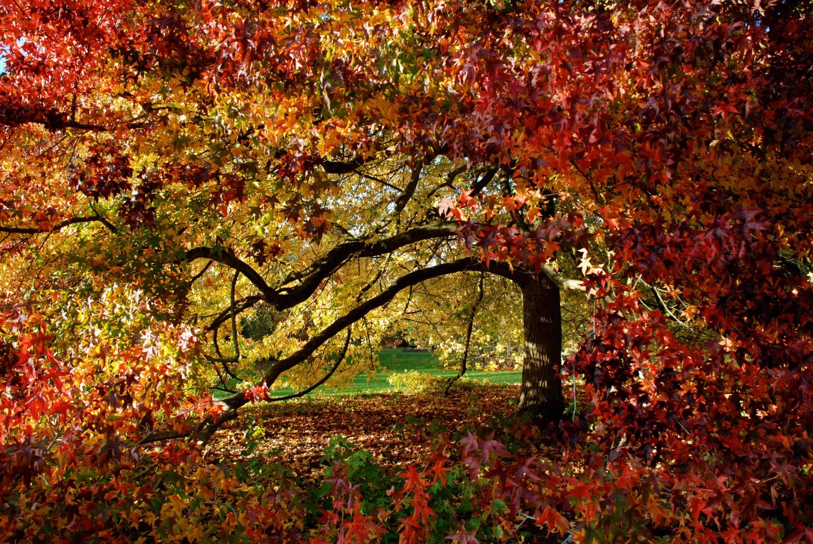 boom, herfst, Park, gebladerte, bladeren