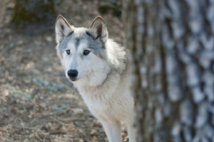 hond, hybride, kijken, wolf