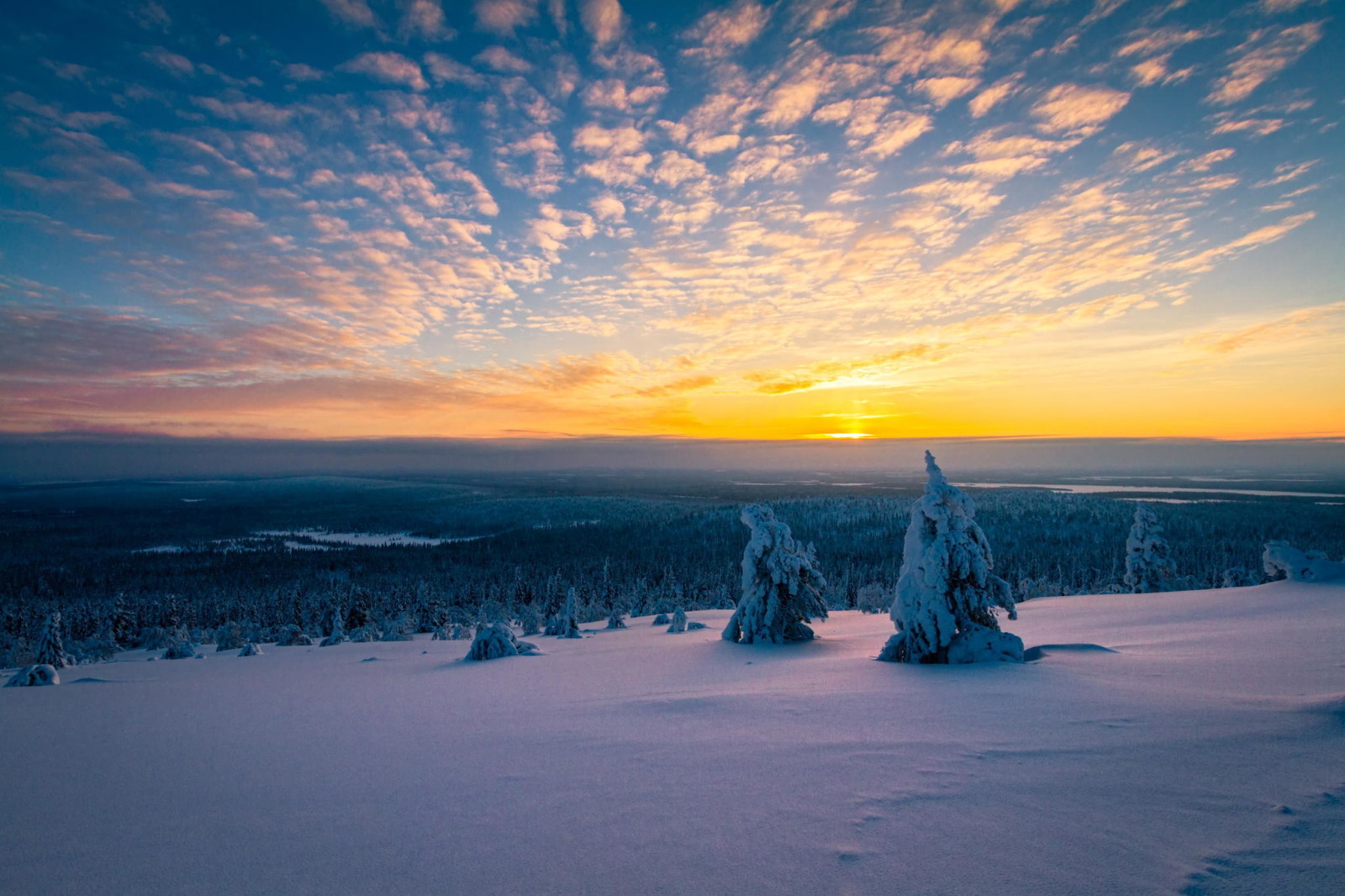 lumi, talvi, Puut, aamu, panoraama