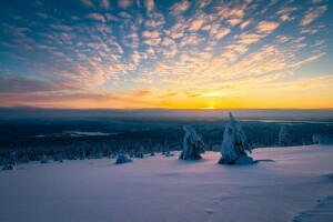 morgon-, panorama, snö, träd, vinter-