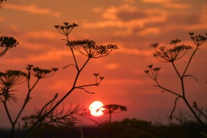 skyer, makro, plante, solnedgang, himlen