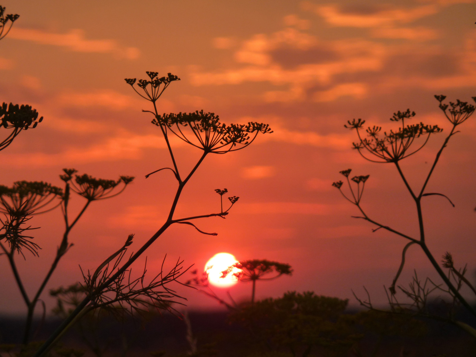 himlen, makro, solnedgang, plante, skyer