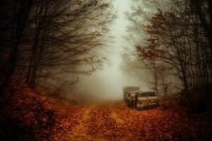 herfst, mist, Woud, logs, weg