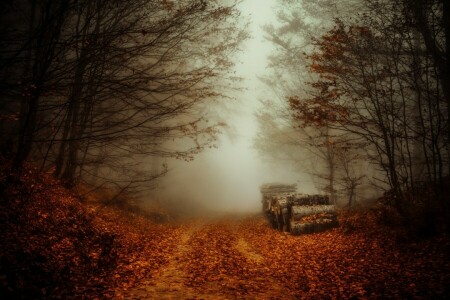 autumn, fog, forest, logs, road