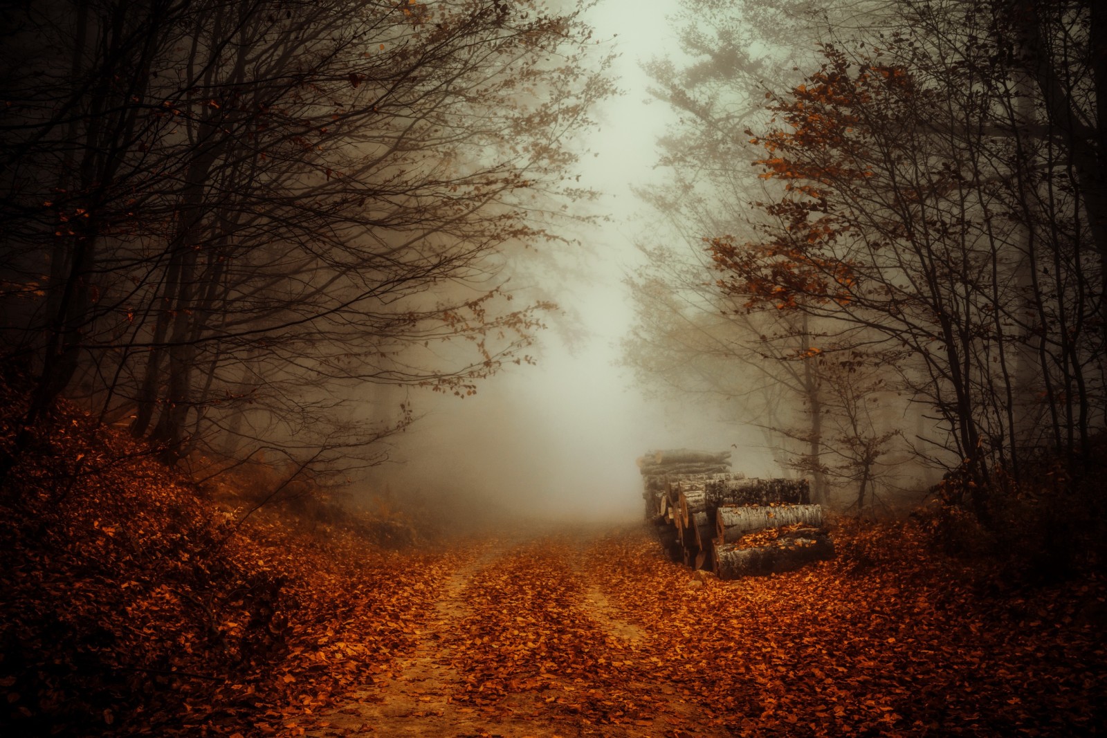 Herbst, Wald, Straße, Nebel, Protokolle