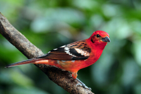 pico, pájaro, rama, color, plumas