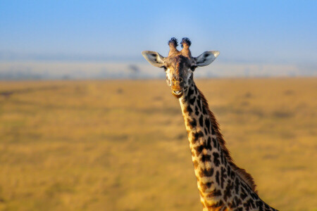 Afrika, giraff, landskap, natur, nacke