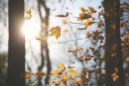 branches, feuilles, arbre