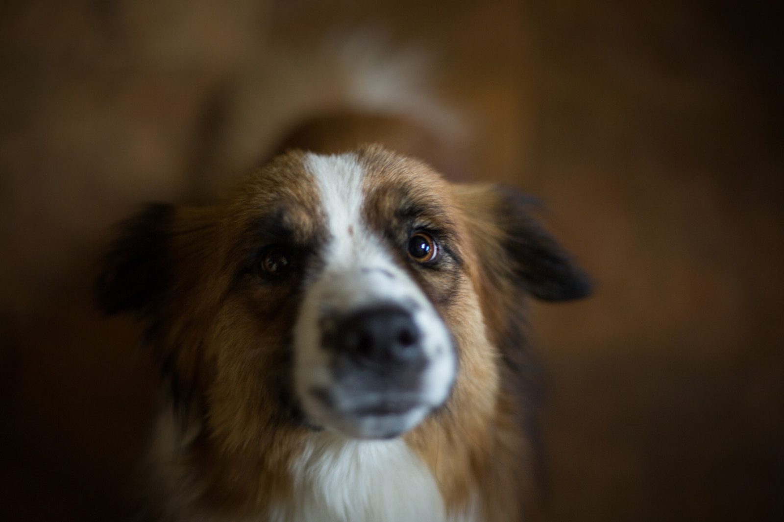 bak, köpek, her biri