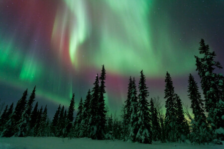 floresta, noite, Aurora boreal, o céu, inverno