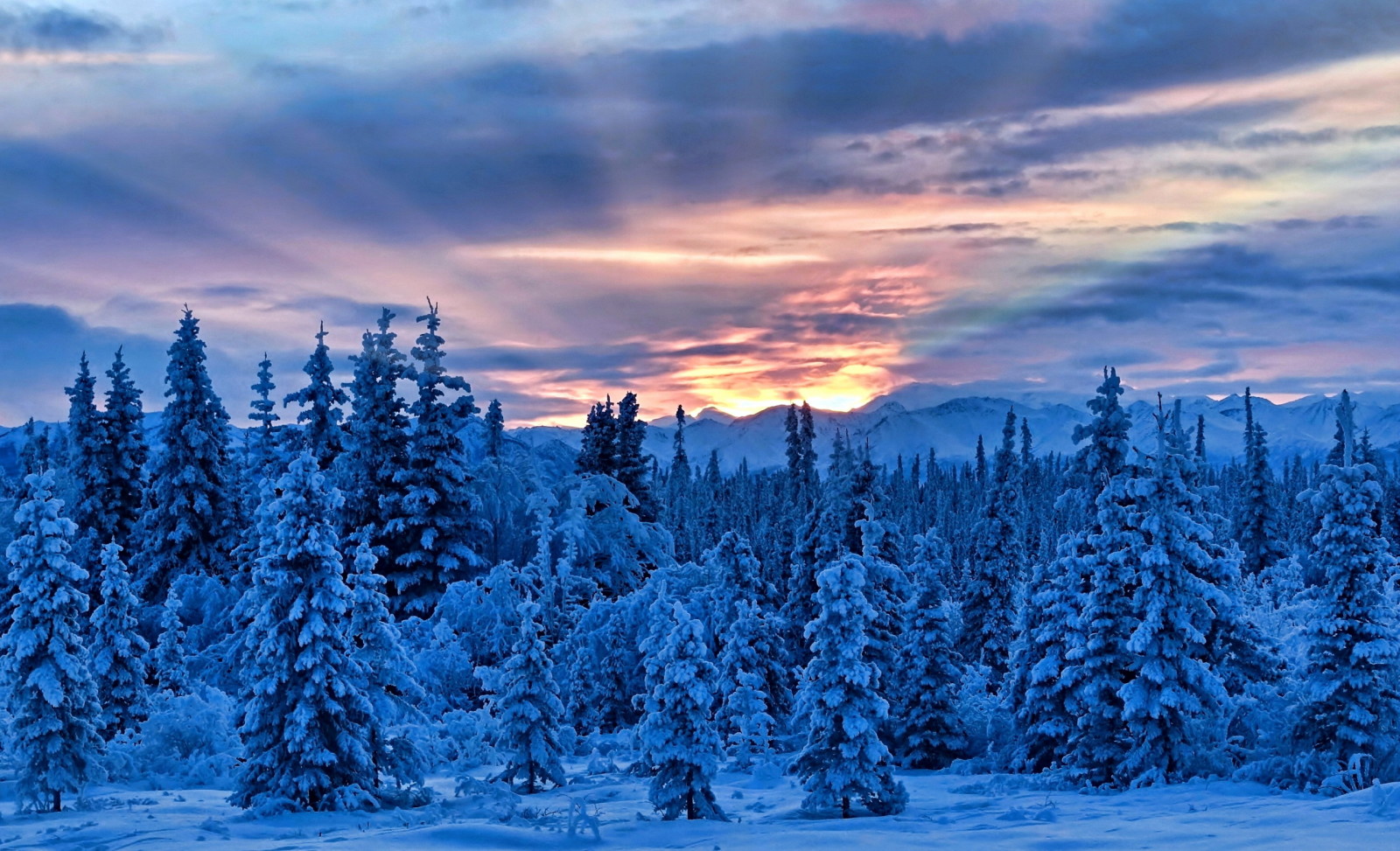 forêt, le coucher du soleil, hiver