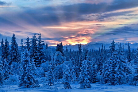 forêt, le coucher du soleil, hiver