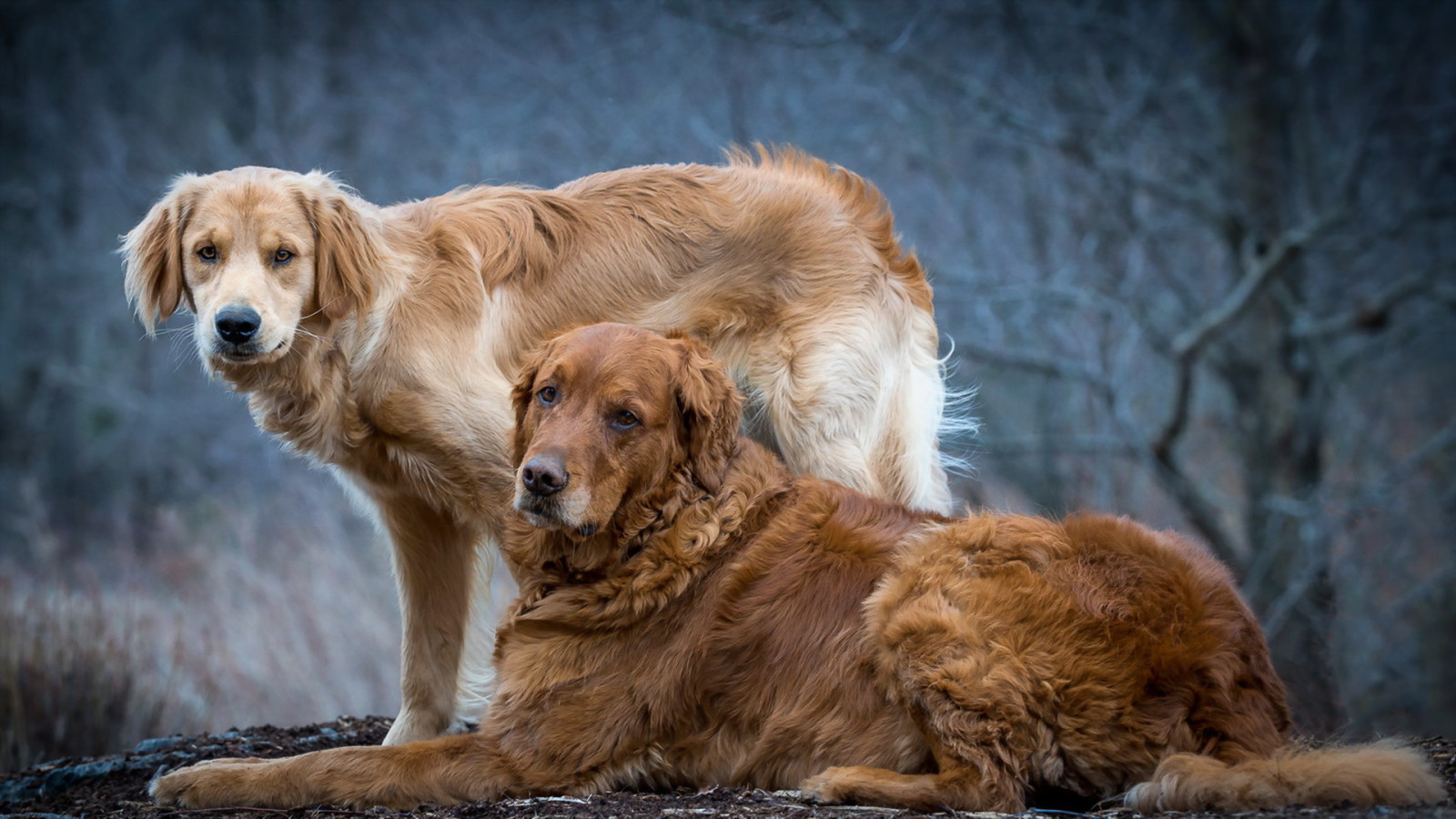 background, friends, dogs