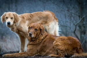 Hintergrund, Hunde, Freunde