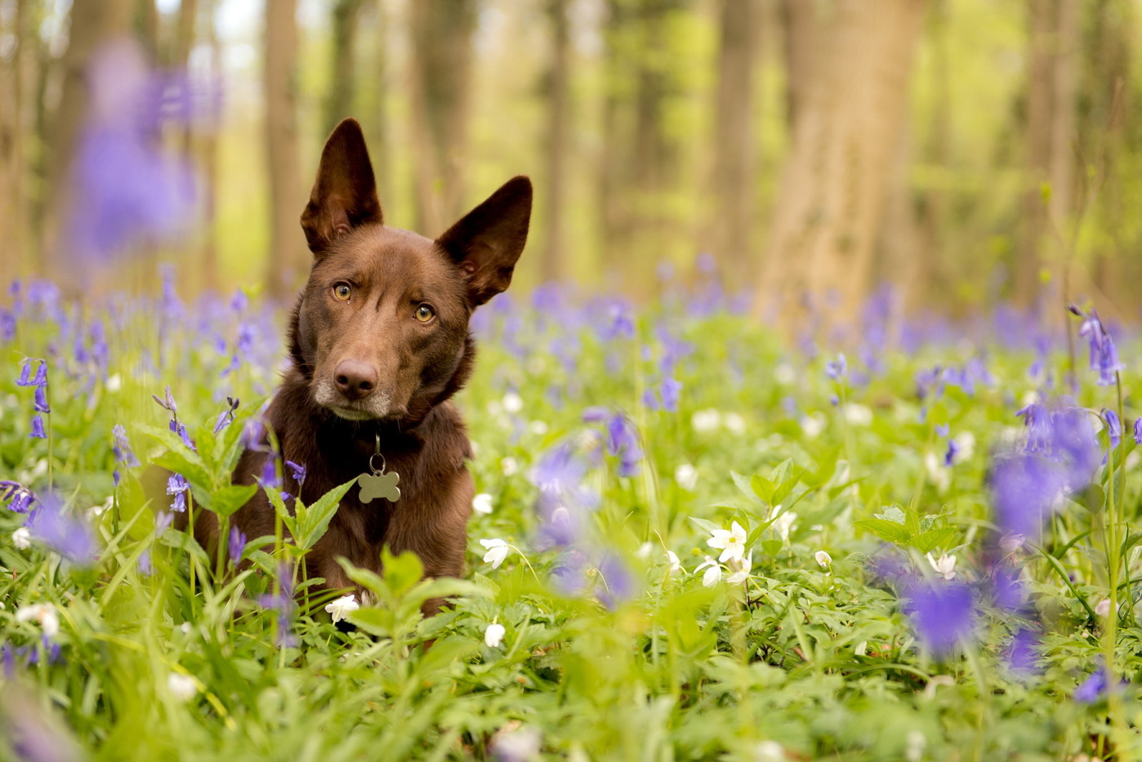 aussehen, Hund, jeder