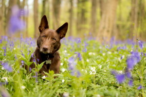 hund, varje, se