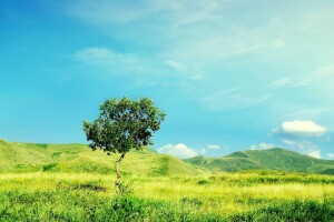 campo, Relva, colinas, Pequena árvore, natureza, céu, verão, árvore