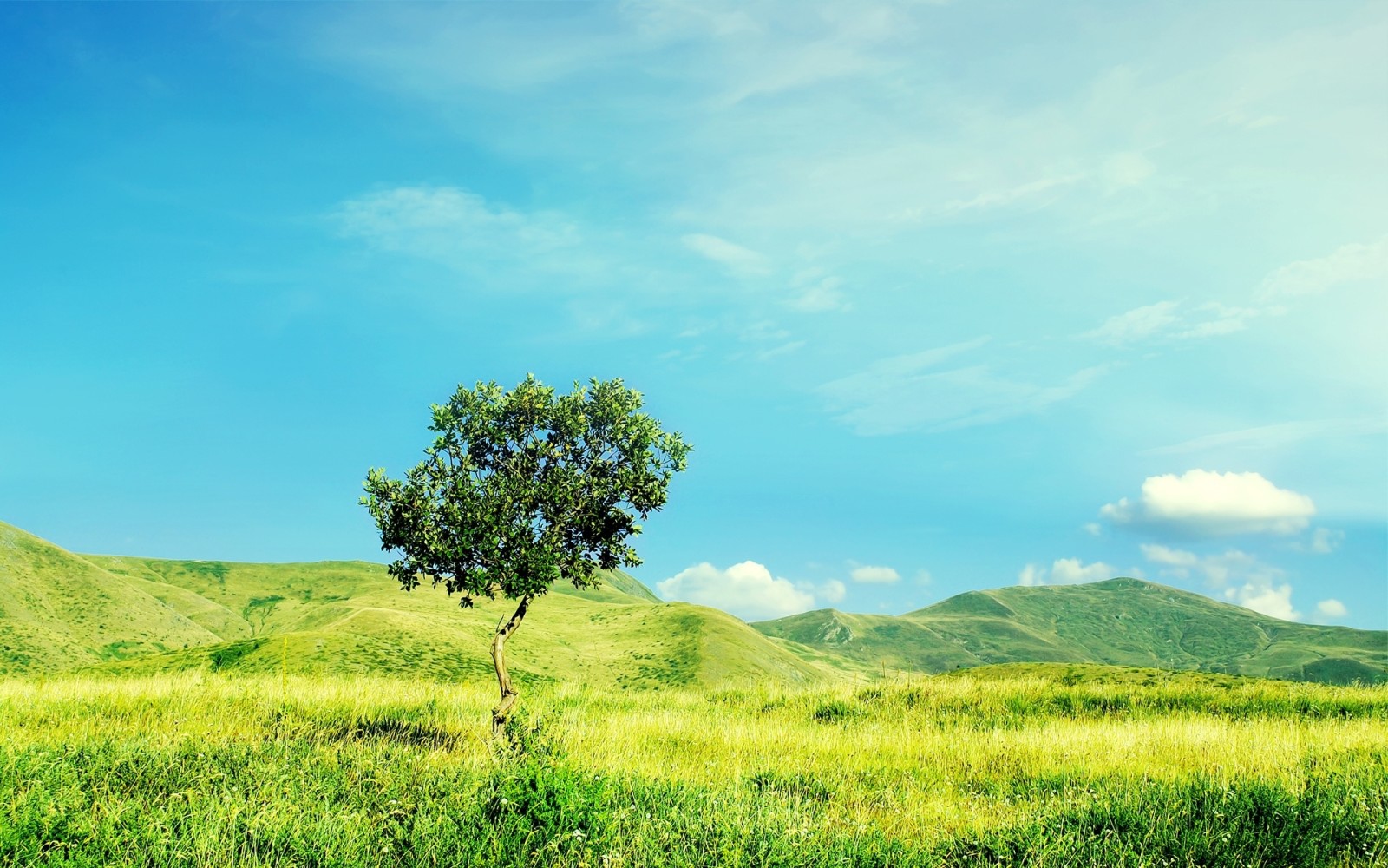 tree, grass, nature, summer, field, sky, hills, ittle tree