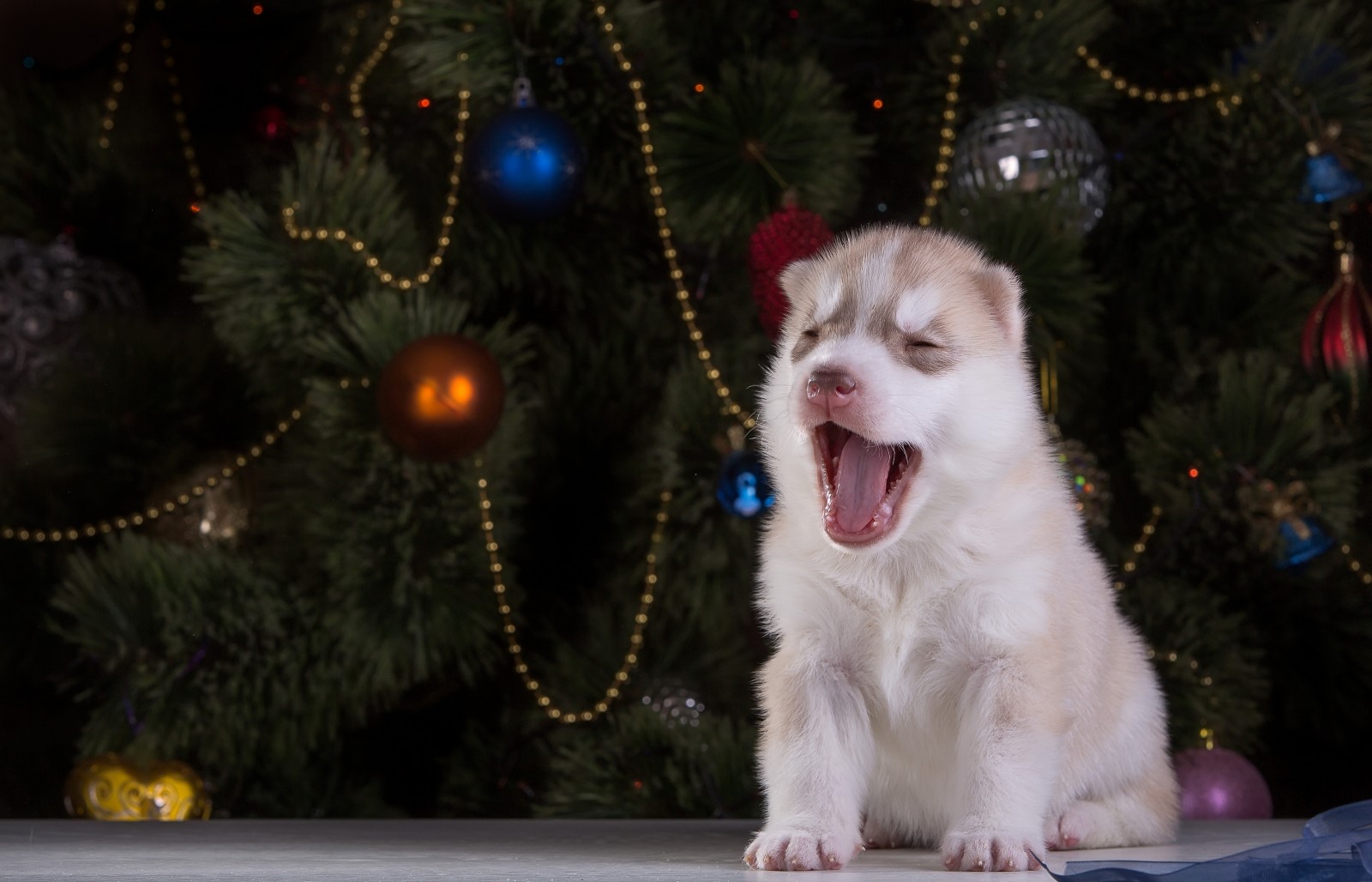 köpek, köpek yavrusu, boğuk, esniyor