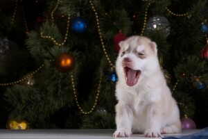 dog, husky, puppy, yawns