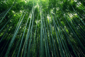 bamboo, foliage, forest, grove, stems