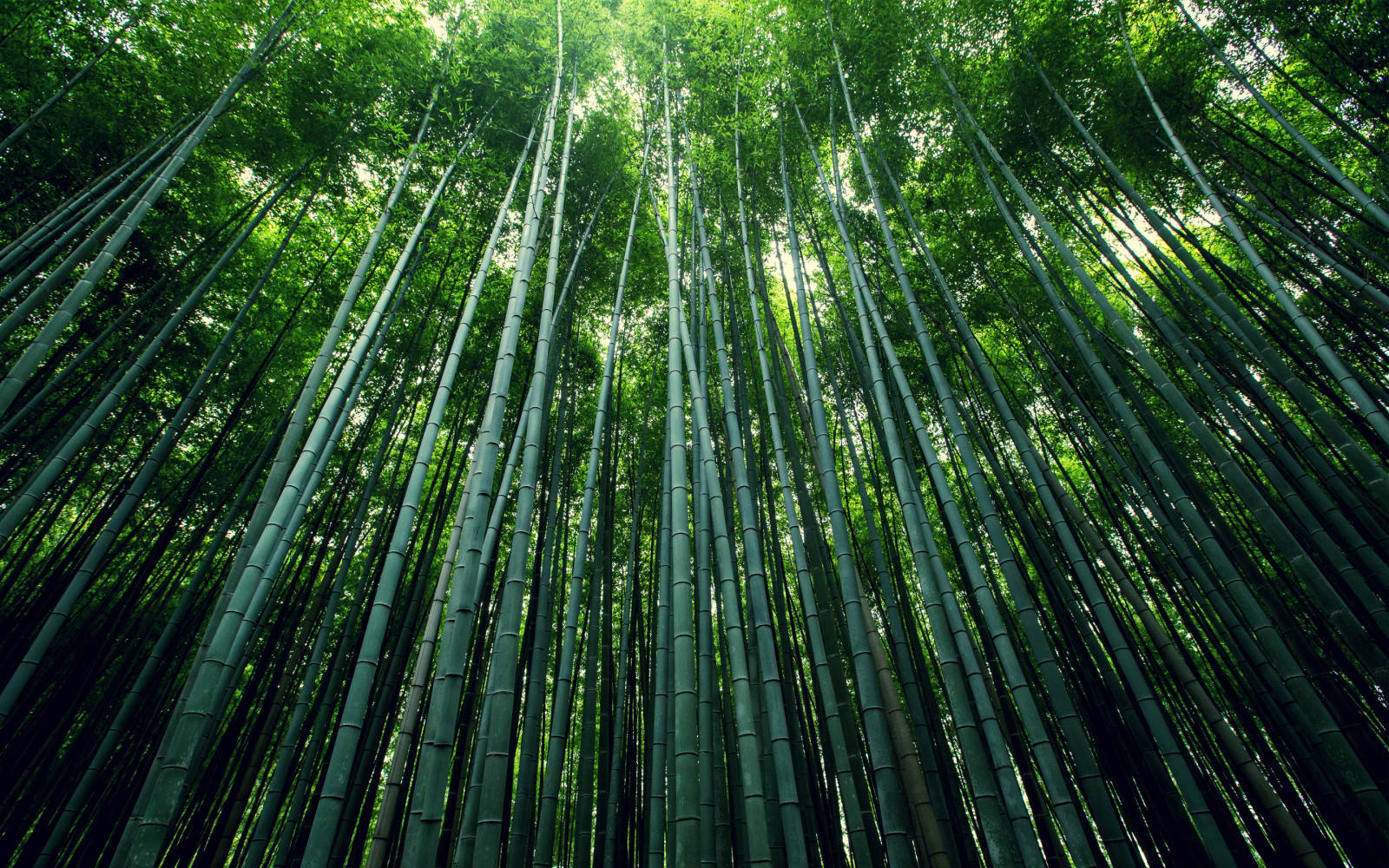 skog, lövverk, stjälkar, bambu, lund