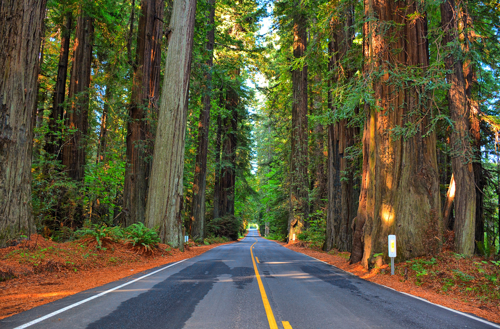 foresta, strada, alberi, autostrada