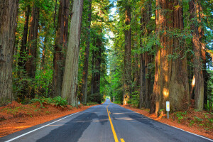 foresta, autostrada, strada, alberi