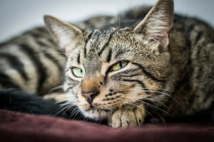 Animal, gato, ojos verdes, Mira