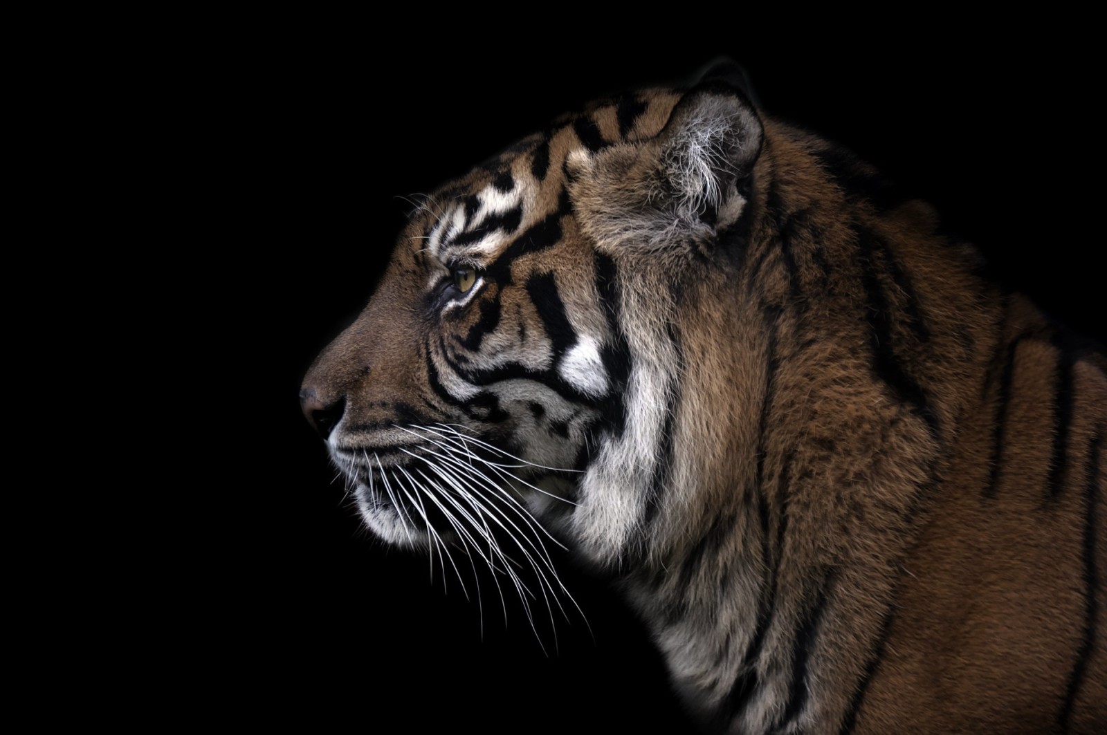 background, beast, tiger