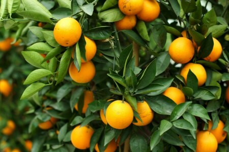 Agrumes, fruit, feuilles, Orange, arbre