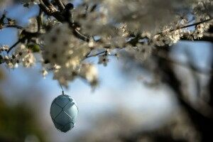 egg, Garden, spring