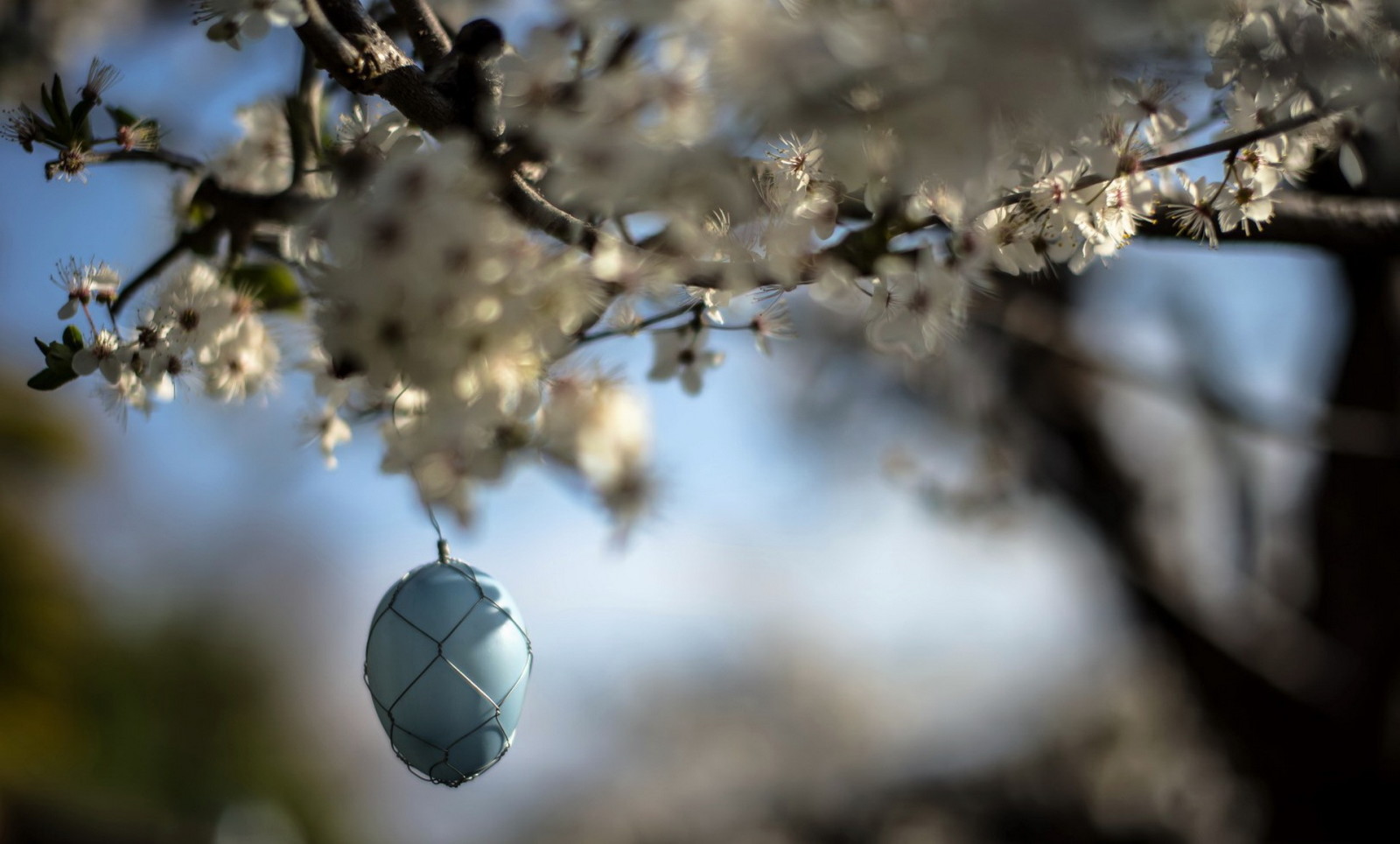 huevo, primavera, Jardín