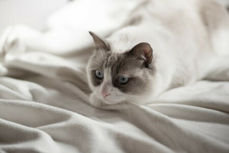 azul, gato, ojos, Mira