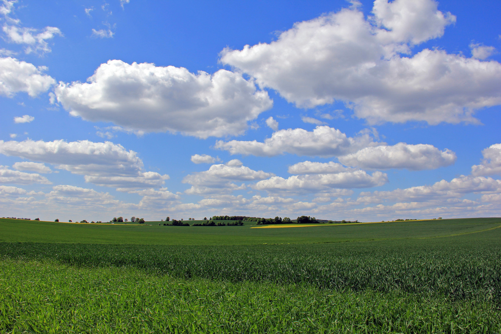 césped, el cielo, campo, nubes