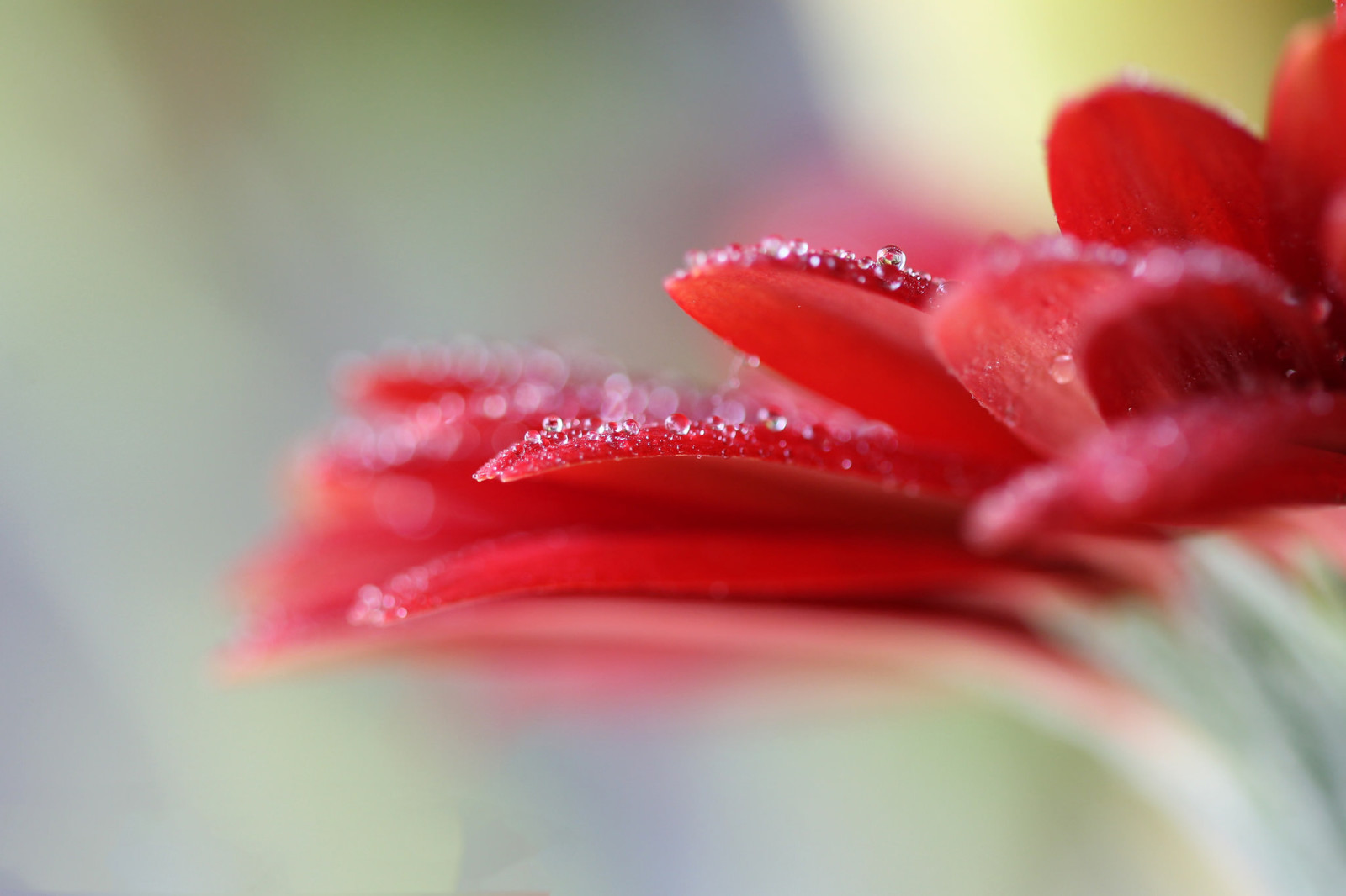 water, bloem, druppels, bloemblaadjes, gerbera, Rosa