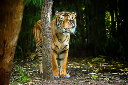 look, nature, predator, strip, tiger