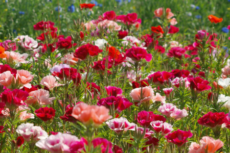 field, grass, Maki, meadow, petals